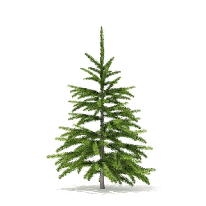 Fir Tree 3D Model 0.8m (9819)