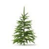 Fir Tree 3D Model 0.8m (9819) - Image 5