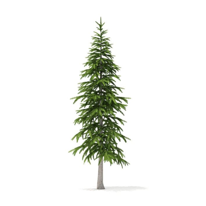 Fir Tree 3D Model 3.4m