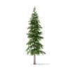 Fir Tree 3D Model 3.4m (9823) - Image 7