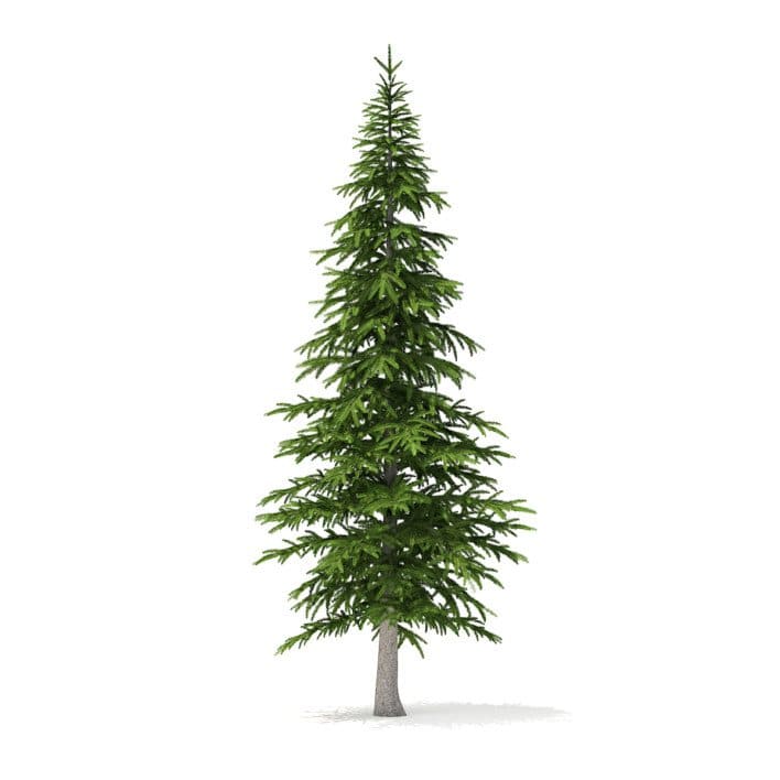 Fir Tree 3D Model 4.5m (9825)