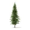 Fir Tree 3D Model 4.5m (9825) - Image 7