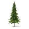 Fir Tree 3D Model 5.9m (9827) - Image 3
