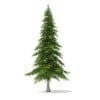Fir Tree 3D Model 5.9m (9827) - Image 5