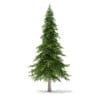 Fir Tree 3D Model 5.9m (9827) - Image 7