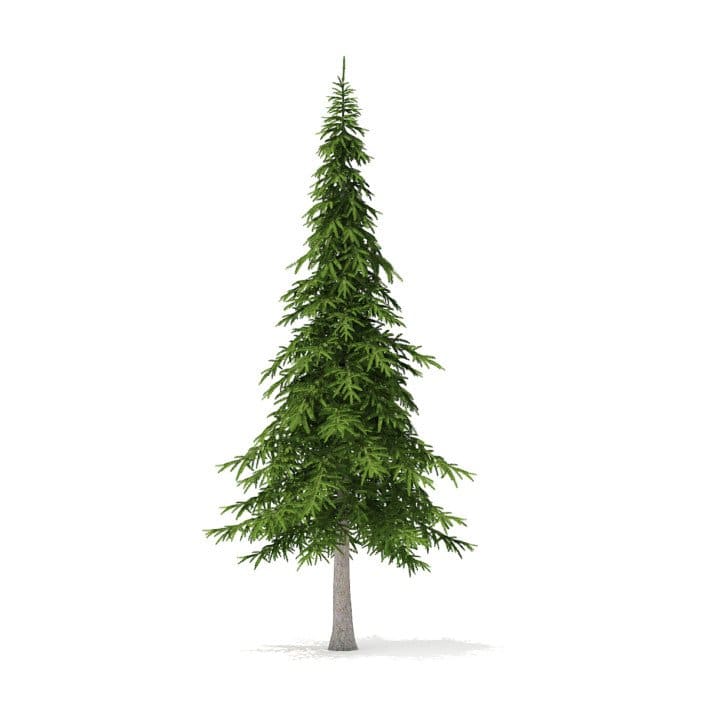 Fir Tree 3D Model 7m