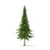 Fir Tree 3D Model 7m (9829) - Image 3