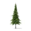 Fir Tree 3D Model 7m (9829) - Image 5