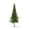 Fir Tree 3D Model 7m (9829) - Image 7