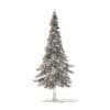 Fir Tree 3D Model 7m (9829) - Image 8