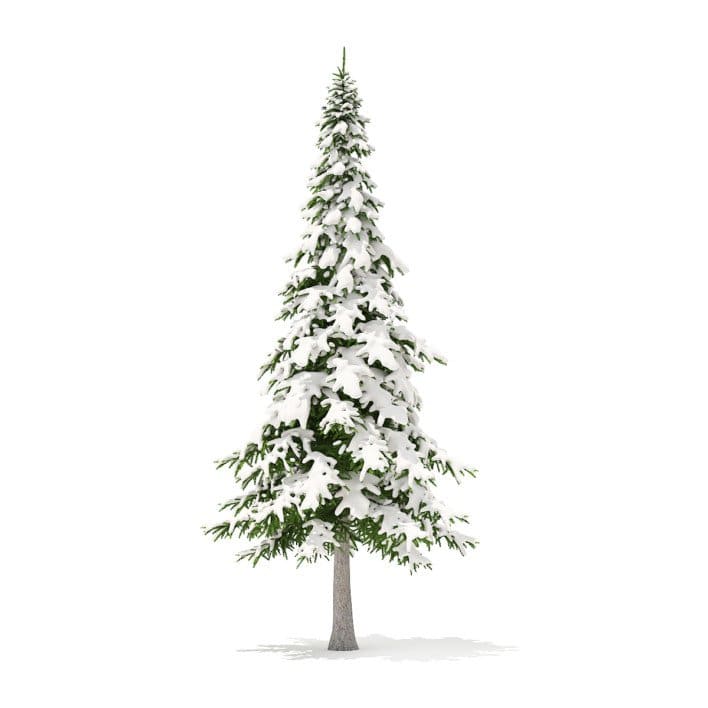 Fir Tree with Snow 3D Model 7m