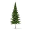 Fir Tree 3D Model 10m (9831) - Image 3
