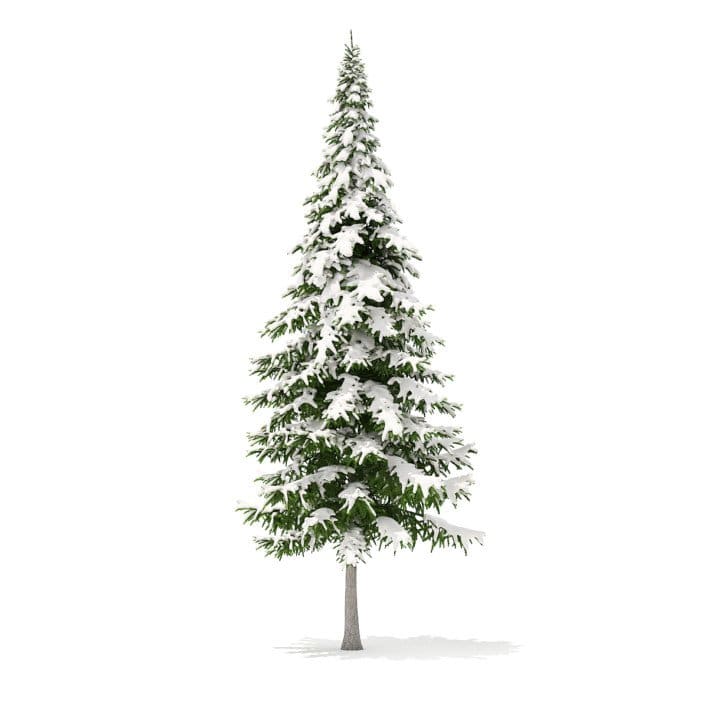Fir Tree with Snow 3D Model 10m