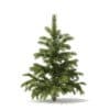 Pine Tree 3D Model 1.4m (9833) - Image 5