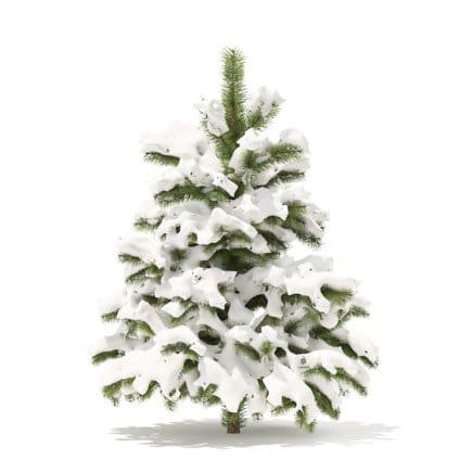 Pine Tree with Snow 3D Model 1.4m