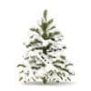 Pine Tree with Snow 3D Model 1.4m (9834) - Image 3