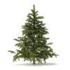 Pine Tree 3D Model 2.3m (9835) - Image 5