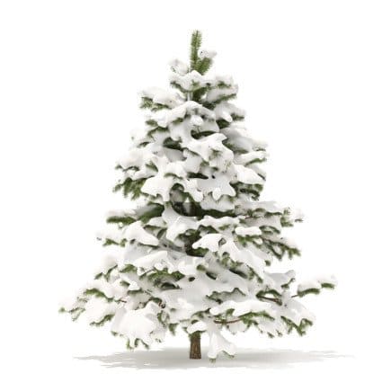 Pine Tree with Snow 3D Model 2.3m