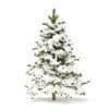 Pine Tree with Snow 3D Model 2.3m (9836) - Image 3