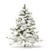 Pine Tree with Snow 3D Model 2.3m (9836) - Image 5