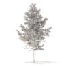 Pine Tree 3D Model 5.1m (9837) - Image 2