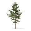 Pine Tree 3D Model 5.1m (9837) - Image 3