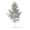 Pine Tree 3D Model 5.1m (9837) - Image 4