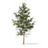 Pine Tree 3D Model 5.1m (9837) - Image 5