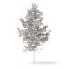 Pine Tree 3D Model 5.1m (9837) - Image 6