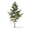 Pine Tree 3D Model 5.1m (9837) - Image 7