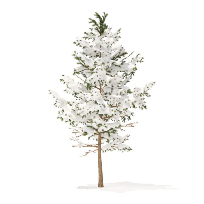 Pine Tree with Snow 3D Model 5.1m