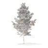Pine Tree with Snow 3D Model 5.1m (9838) - Image 2