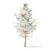 Pine Tree with Snow 3D Model 5.1m (9838) - Image 5