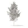 Pine Tree with Snow 3D Model 5.1m (9838) - Image 6