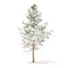 Pine Tree with Snow 3D Model 5.1m (9838) - Image 7