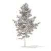 Pine Tree with Snow 3D Model 5.1m (9838) - Image 8