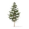 Pine Tree 3D Model 5.5m (9839) - Image 3