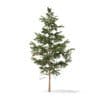 Pine Tree 3D Model 5.5m (9839) - Image 5