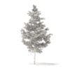 Pine Tree 3D Model 5.5m (9839) - Image 6