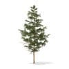 Pine Tree 3D Model 5.5m (9839) - Image 7