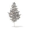 Pine Tree 3D Model 5.5m (9839) - Image 8