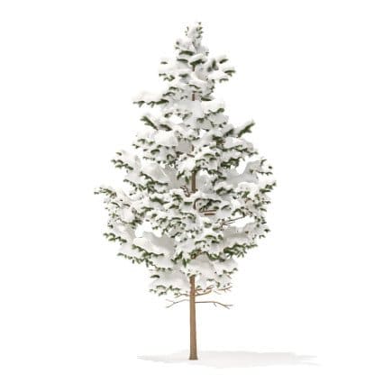 Pine Tree with Snow 3D Model 5.5m