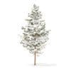 Pine Tree with Snow 3D Model 5.5m (9840) - Image 3