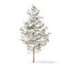Pine Tree with Snow 3D Model 5.5m (9840) - Image 5