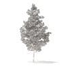 Pine Tree with Snow 3D Model 5.5m (9840) - Image 6
