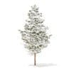 Pine Tree with Snow 3D Model 5.5m (9840) - Image 7
