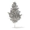 Pine Tree with Snow 3D Model 5.5m (9840) - Image 8
