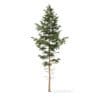 Pine Tree 3D Model 10.2m (9843) - Image 3