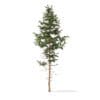 Pine Tree 3D Model 10.2m (9843) - Image 5