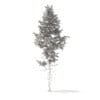 Pine Tree 3D Model 10.2m (9843) - Image 6